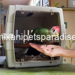 Beautiful Red crested turaco Bird