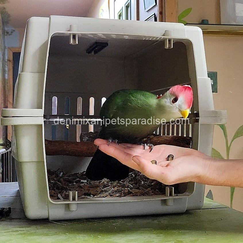 Beautiful Red crested turaco Bird 1 Beautiful Red crested turaco Bird