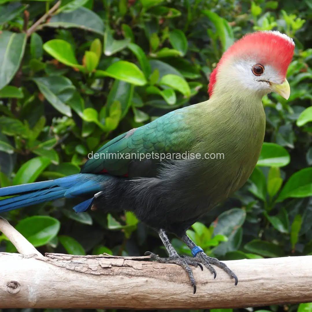 Beautiful Red crested turaco Bird 2 Beautiful Red crested turaco Bird - Image 2