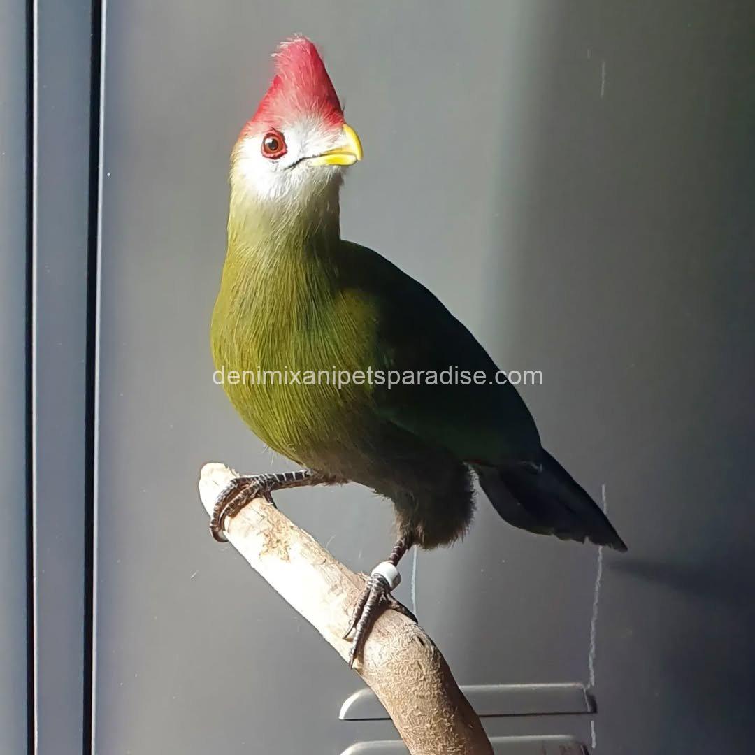 Beautiful Red crested turaco Bird 5 Beautiful Red crested turaco Bird - Image 5