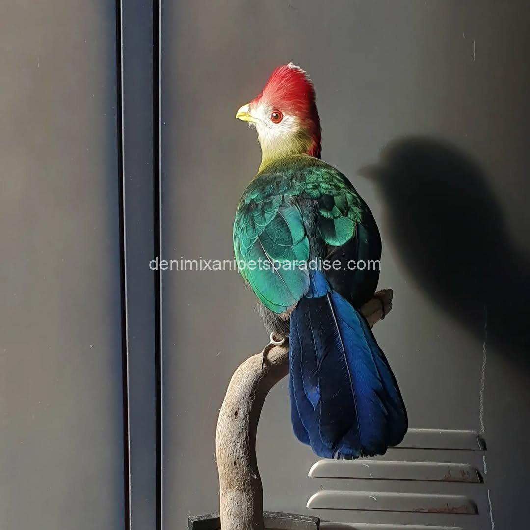 Beautiful Red crested turaco Bird 4 Beautiful Red crested turaco Bird - Image 4