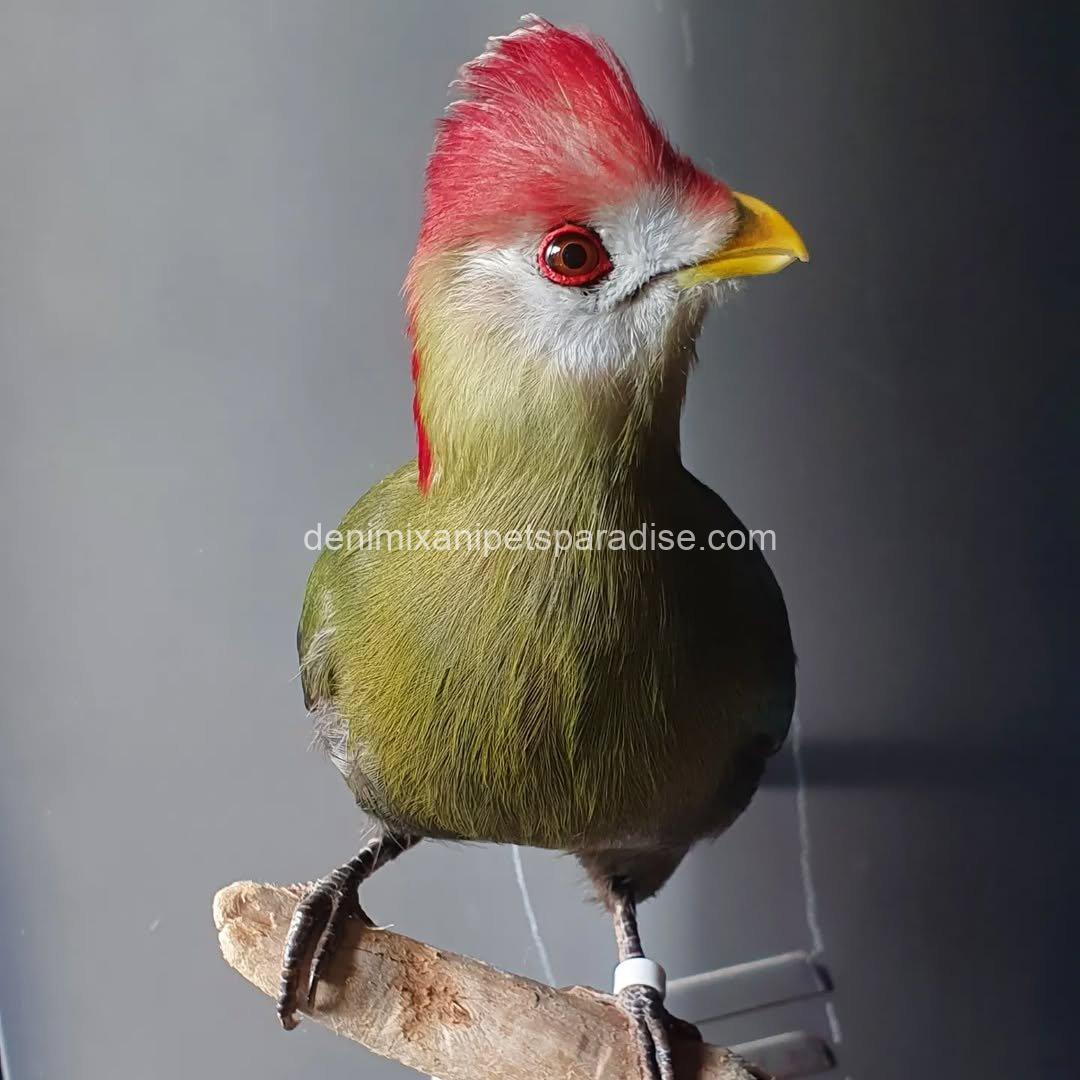 Beautiful Red crested turaco Bird 3 Beautiful Red crested turaco Bird - Image 3
