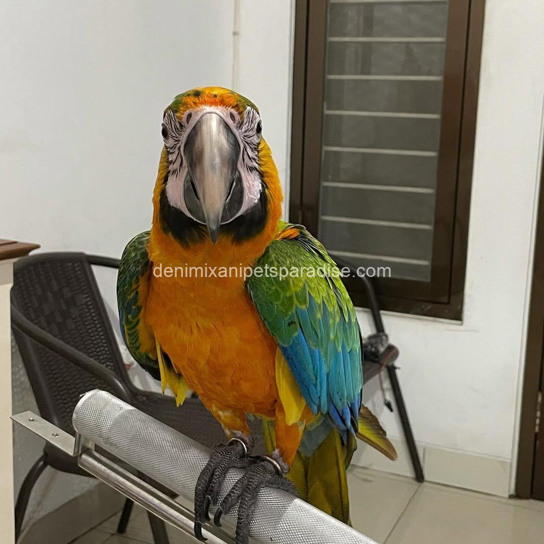 Camelot Macaw Baby 5 Camelot Macaw Baby - Image 5