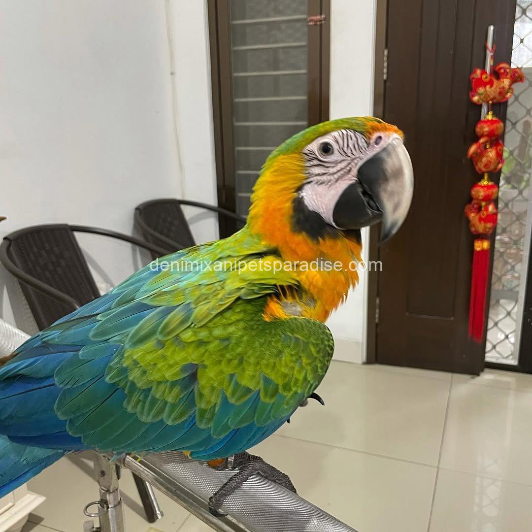 Camelot Macaw Baby 7 Camelot Macaw Baby - Image 7