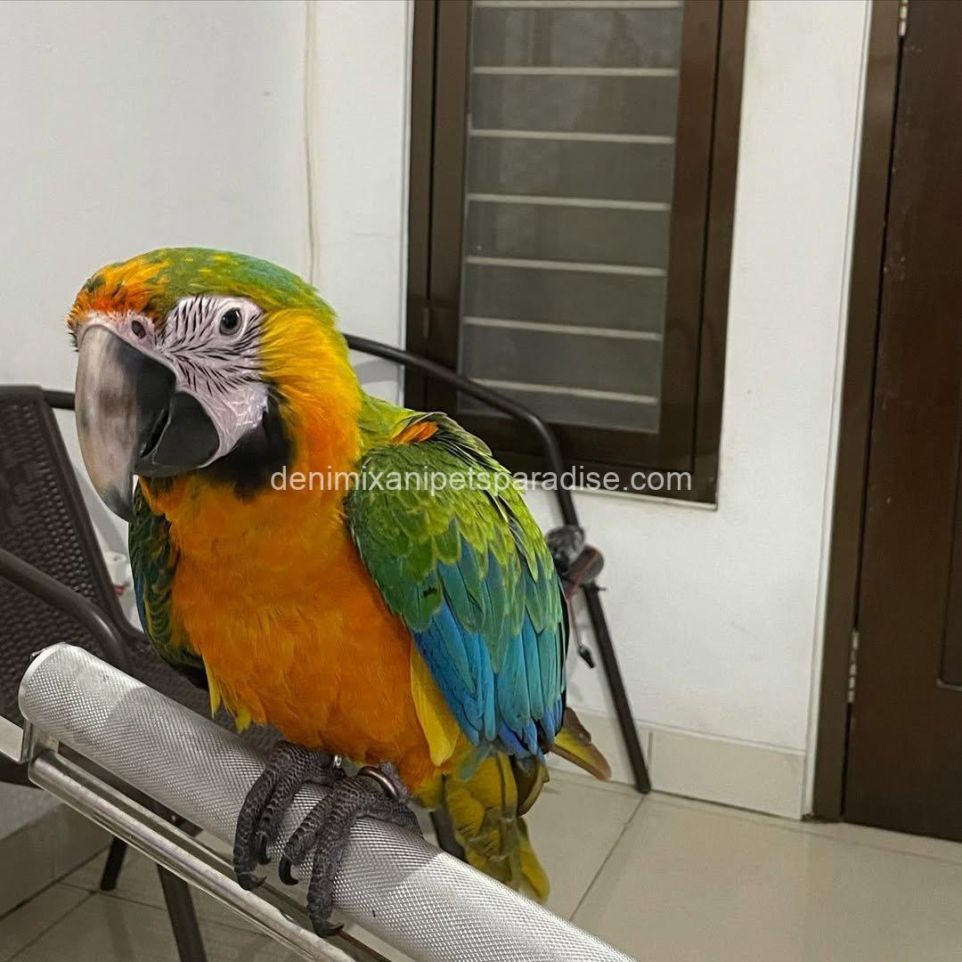 Camelot Macaw Baby 4 Camelot Macaw Baby - Image 4