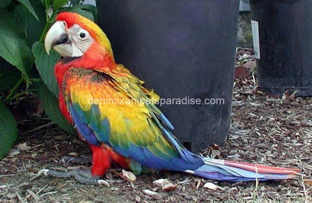 Camelot Macaw Baby 3 Camelot Macaw Baby - Image 3