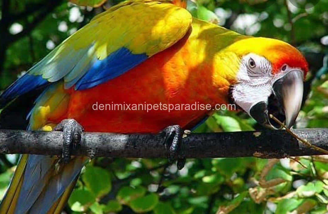 Camelot Macaw Baby 2 Camelot Macaw Baby - Image 2