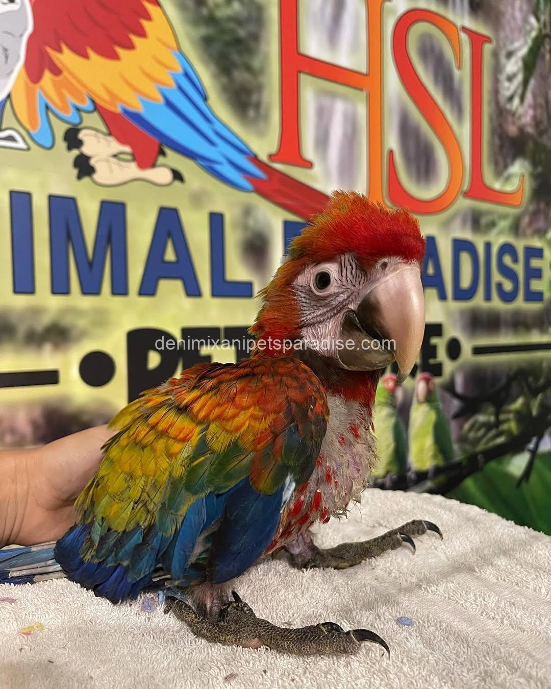 Camelot Macaw Baby 6 Camelot Macaw Baby - Image 6