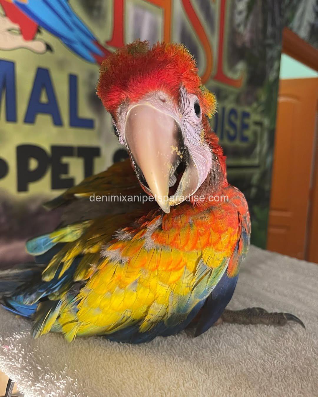 Camelot Macaw Baby 8 Camelot Macaw Baby - Image 8