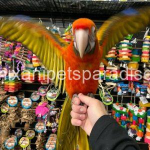 Camelot Macaw Baby