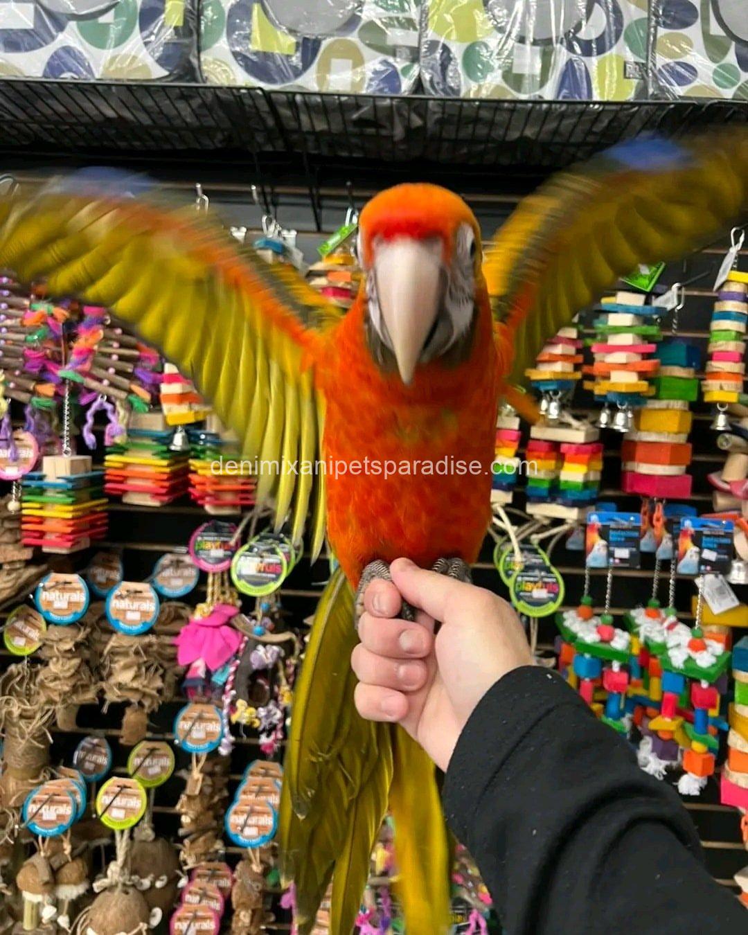 Camelot Macaw Baby 1 Camelot Macaw Baby