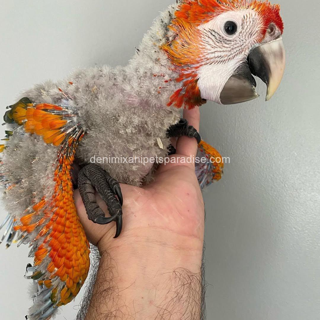 CAPRI MACAW BABY 3 CAPRI MACAW BABY - Image 3