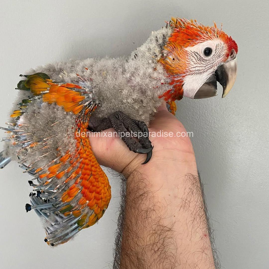 CAPRI MACAW BABY 5 CAPRI MACAW BABY - Image 5