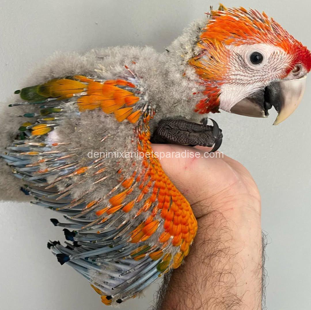 CAPRI MACAW BABY 2 CAPRI MACAW BABY - Image 2