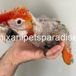 CAPRI MACAW BABY