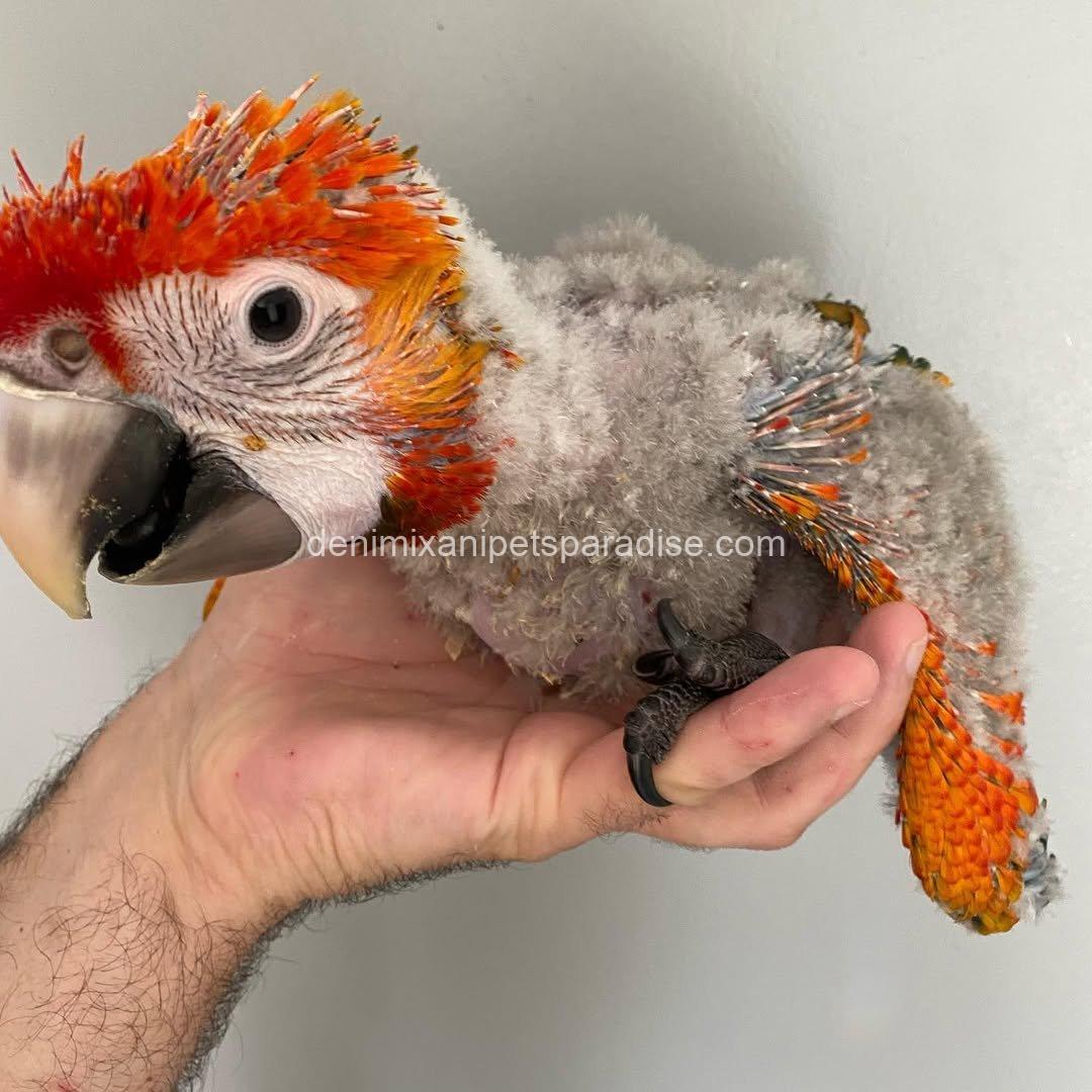 CAPRI MACAW BABY 1 CAPRI MACAW BABY