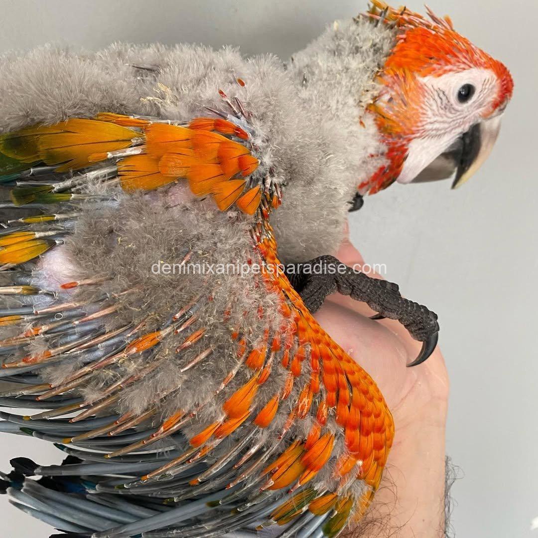 CAPRI MACAW BABY 6 CAPRI MACAW BABY - Image 6