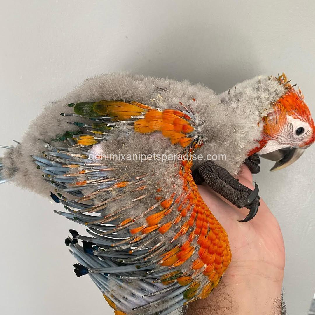 CAPRI MACAW BABY 7 CAPRI MACAW BABY - Image 7