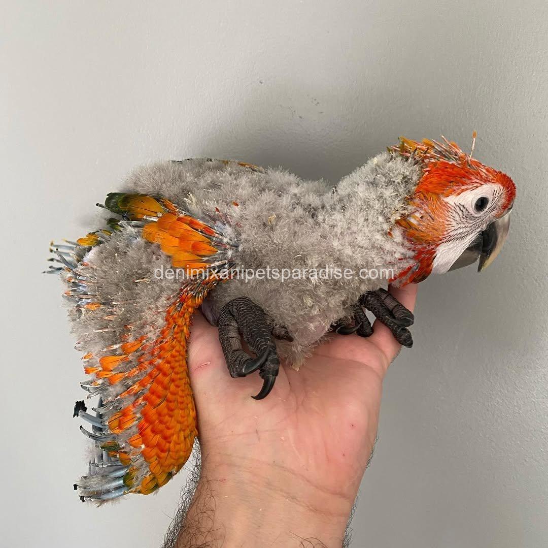 CAPRI MACAW BABY 4 CAPRI MACAW BABY - Image 4