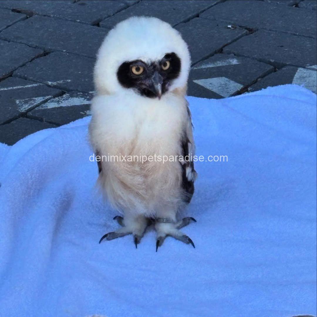 Spectacled OWL for Adoption 5 Spectacled OWL for Adoption - Image 5