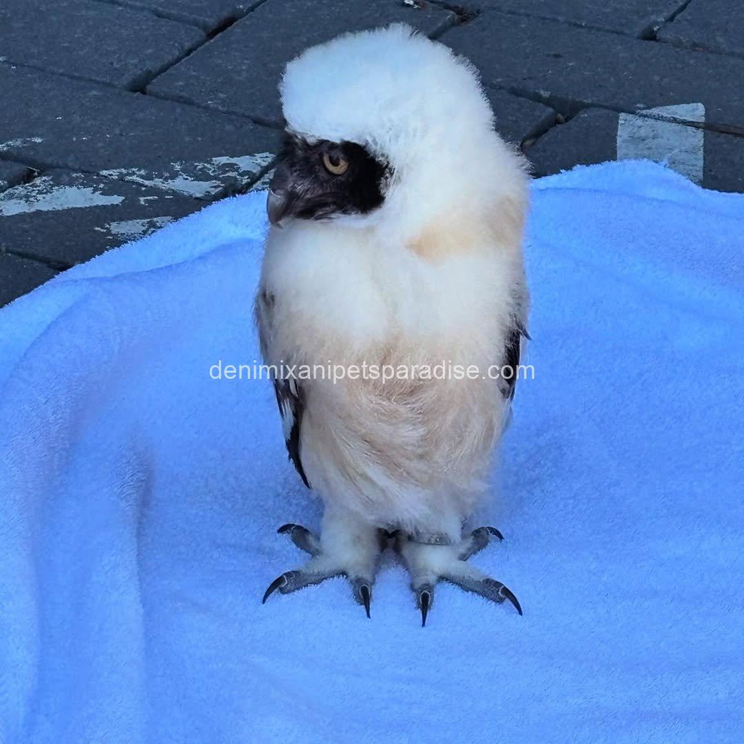 Spectacled OWL for Adoption 6 Spectacled OWL for Adoption - Image 6