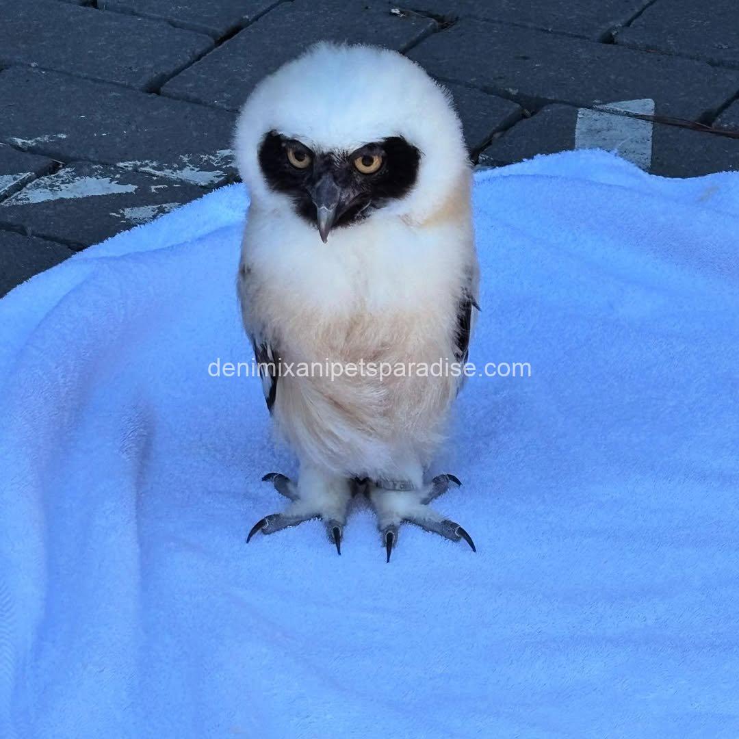 Spectacled OWL for Adoption 3 Spectacled OWL for Adoption - Image 3