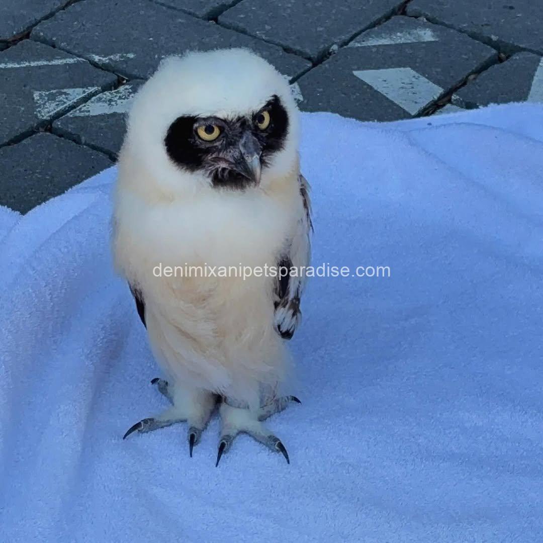 Spectacled OWL for Adoption 2 Spectacled OWL for Adoption - Image 2