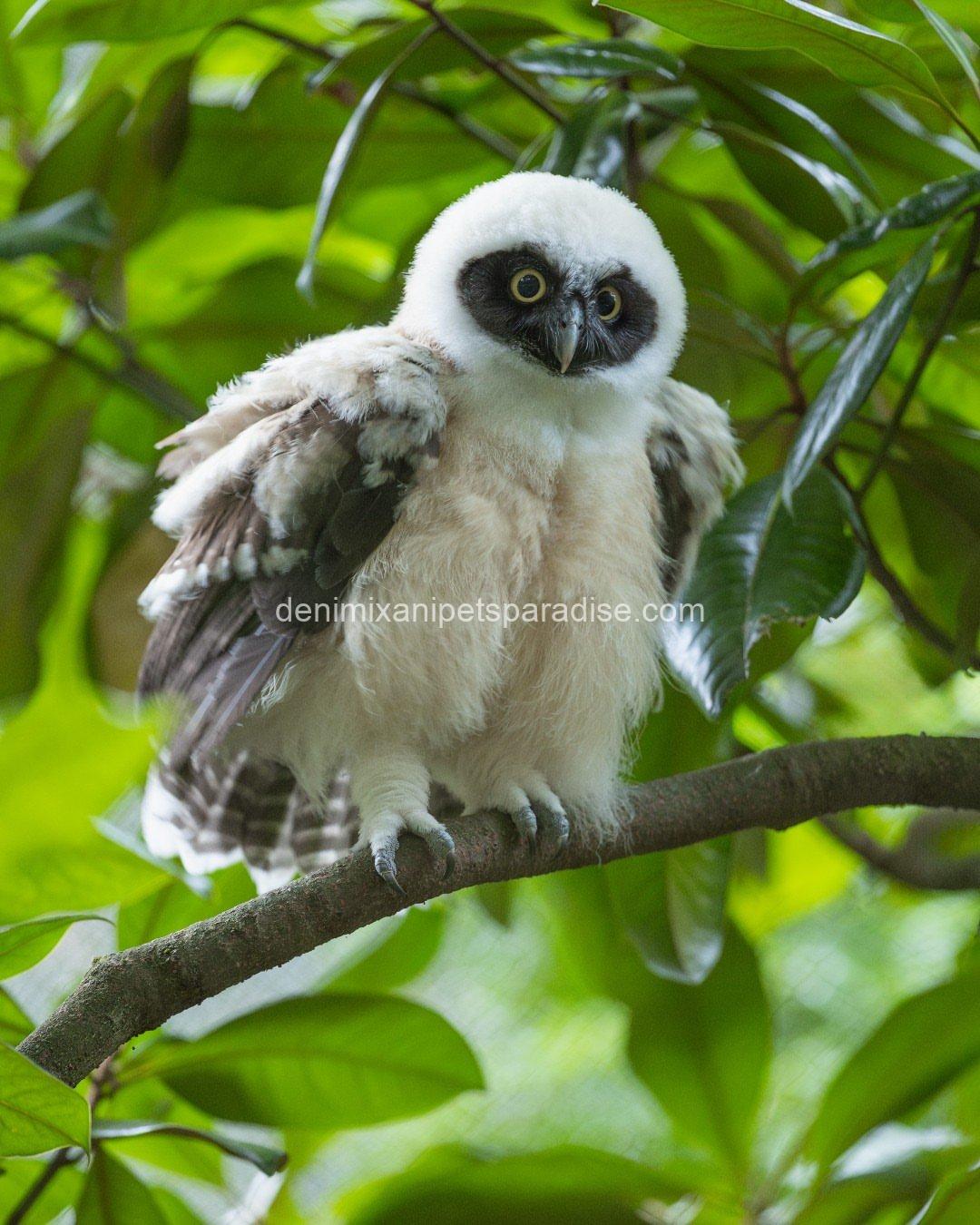 Spectacled OWL for Adoption 7 Spectacled OWL for Adoption - Image 7
