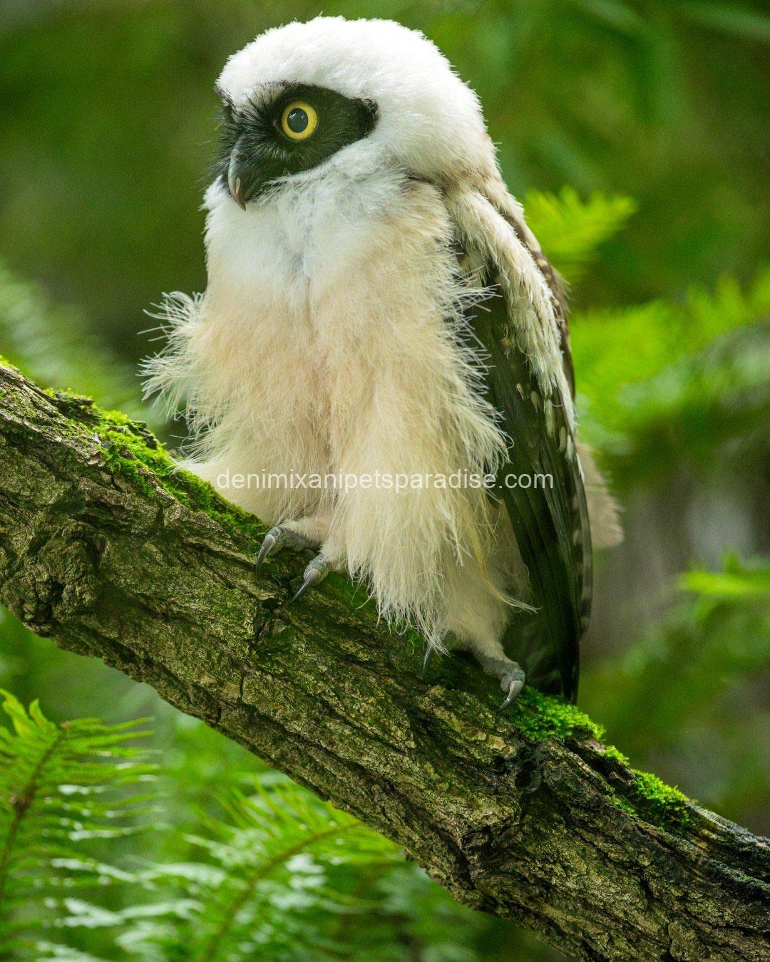 Spectacled OWL for Adoption 4 Spectacled OWL for Adoption - Image 4