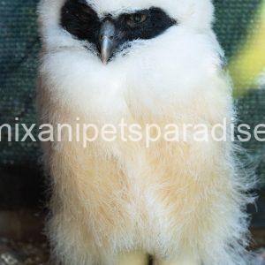 Spectacled OWL for Adoption