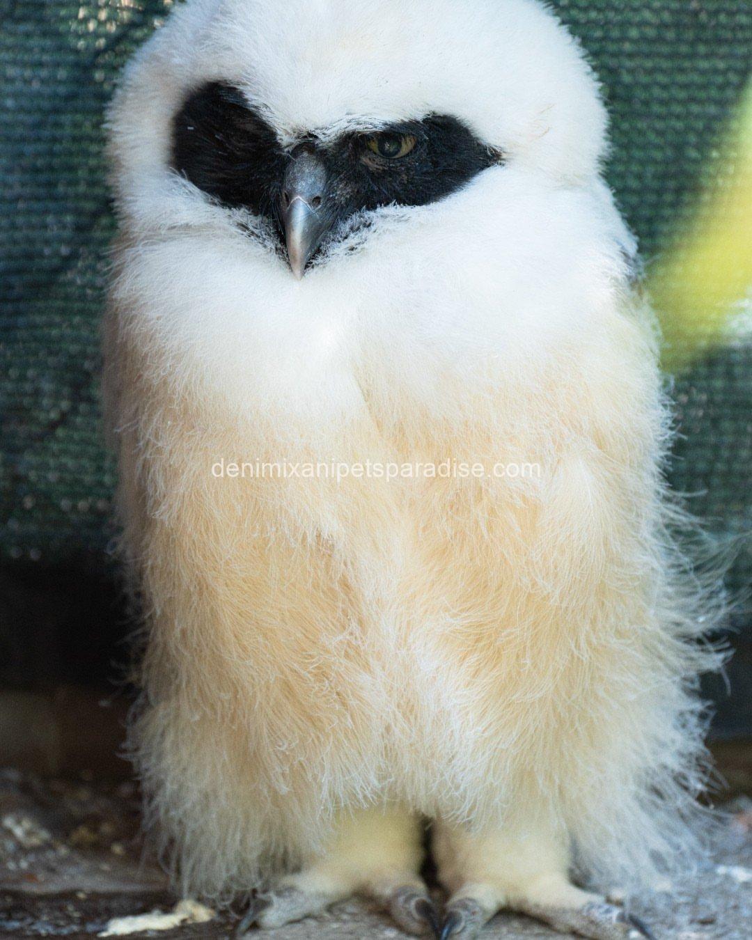 Spectacled OWL for Adoption 1 Spectacled OWL for Adoption