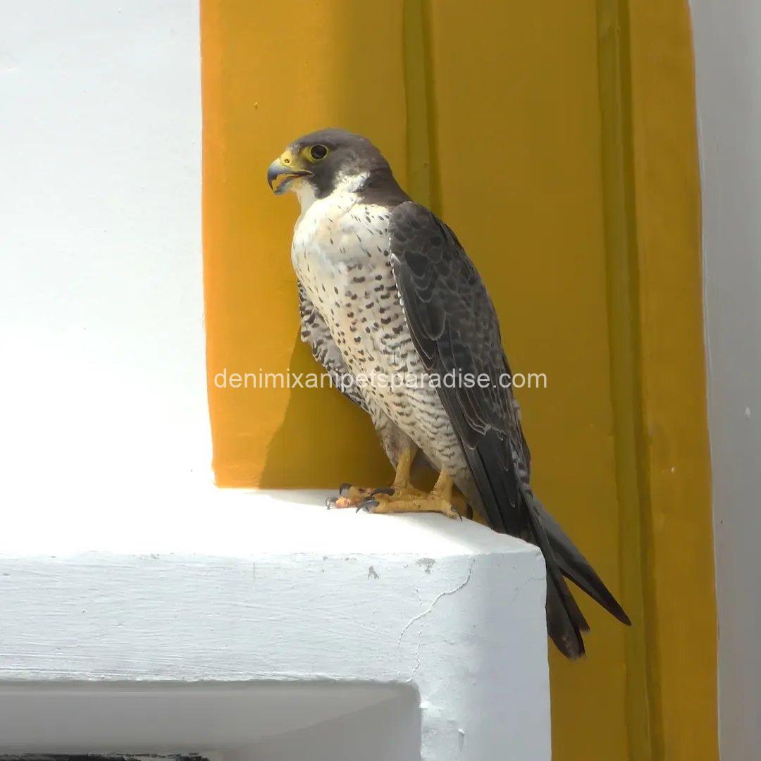 Peregrine Falcon Baby for Adoption 3 Peregrine Falcon Baby for Adoption - Image 3