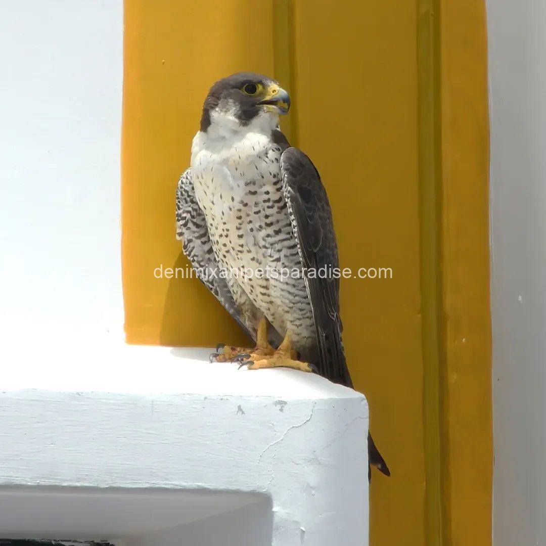 Peregrine Falcon Baby for Adoption 4 Peregrine Falcon Baby for Adoption - Image 4