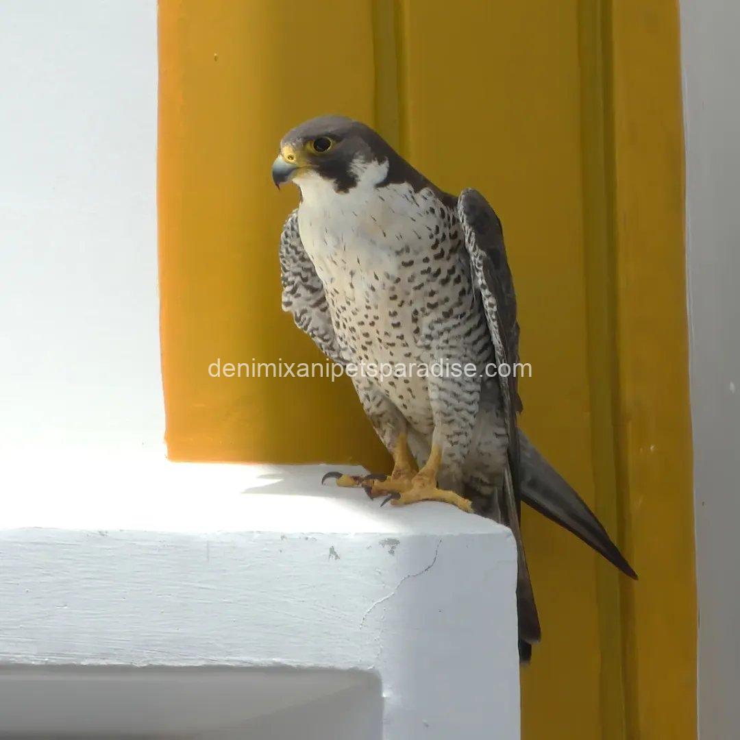 Peregrine Falcon Baby for Adoption 2 Peregrine Falcon Baby for Adoption - Image 2