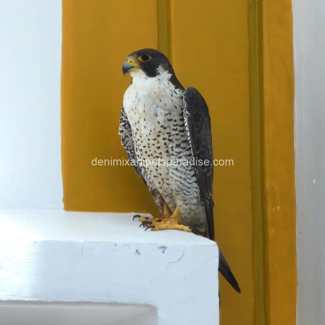 Peregrine Falcon Baby for Adoption 6 Peregrine Falcon Baby for Adoption - Image 6