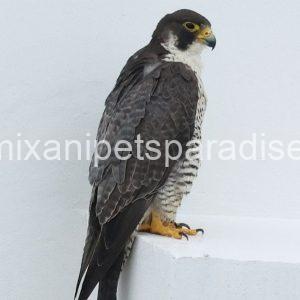 Peregrine Falcon Baby for Adoption