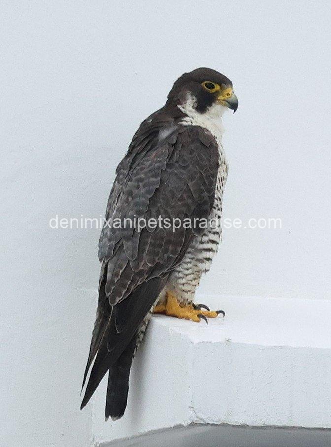 Peregrine Falcon Baby for Adoption 1 Peregrine Falcon Baby for Adoption
