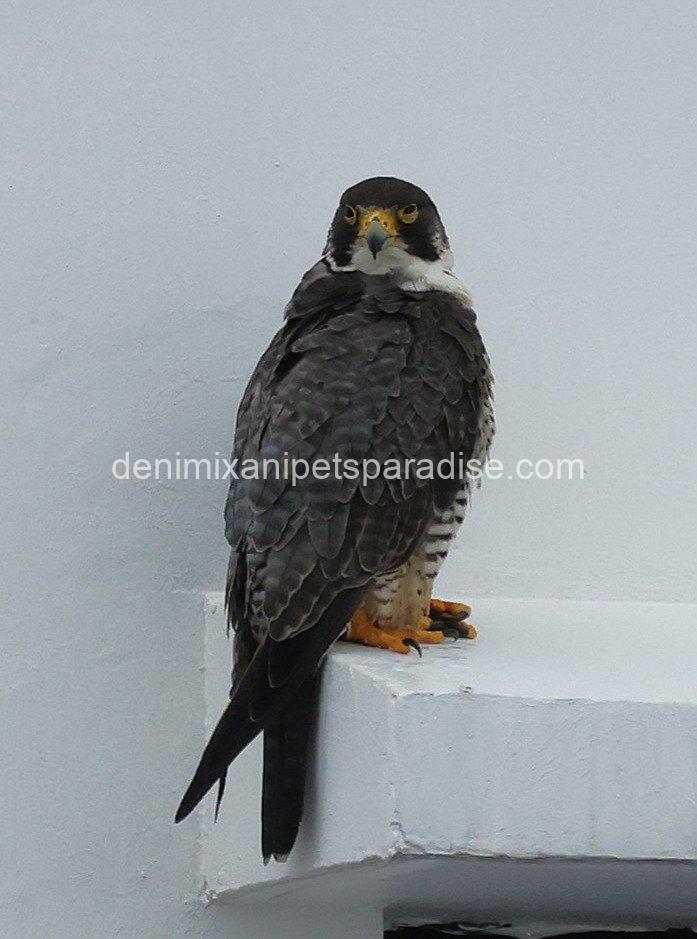 Peregrine Falcon Baby for Adoption 5 Peregrine Falcon Baby for Adoption - Image 5