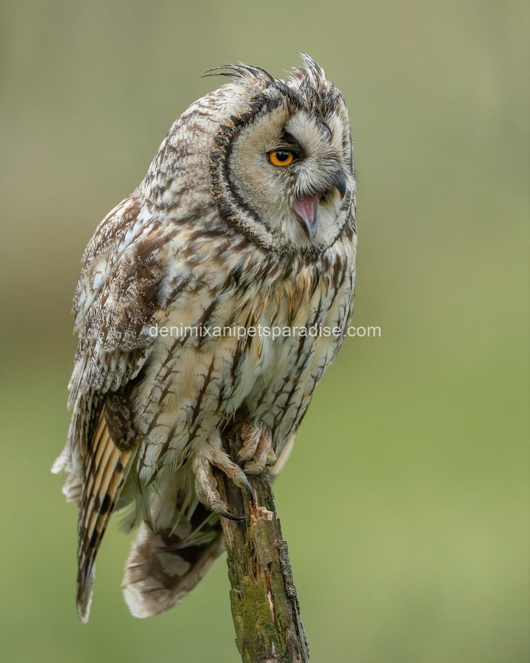 LONG EARED OWL BABY 7 LONG EARED OWL BABY - Image 7
