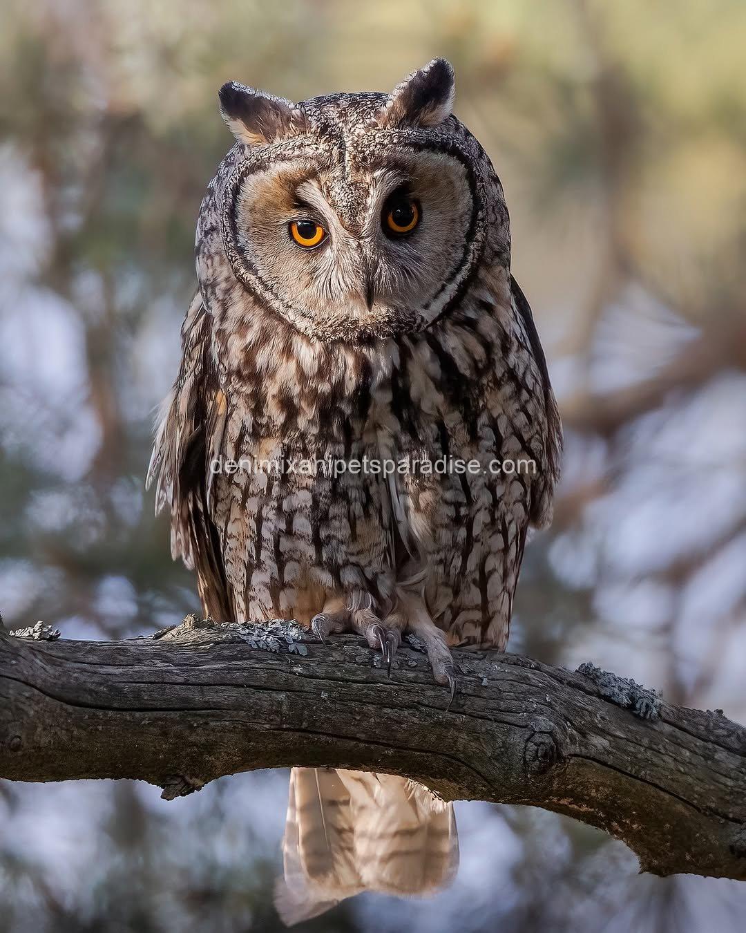 LONG EARED OWL BABY 2 LONG EARED OWL BABY - Image 2