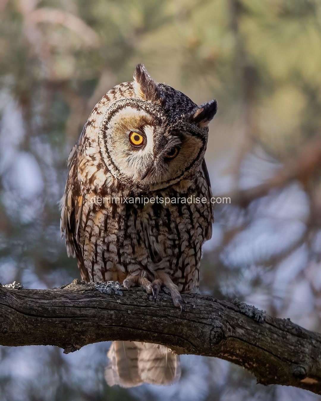 LONG EARED OWL BABY 3 LONG EARED OWL BABY - Image 3
