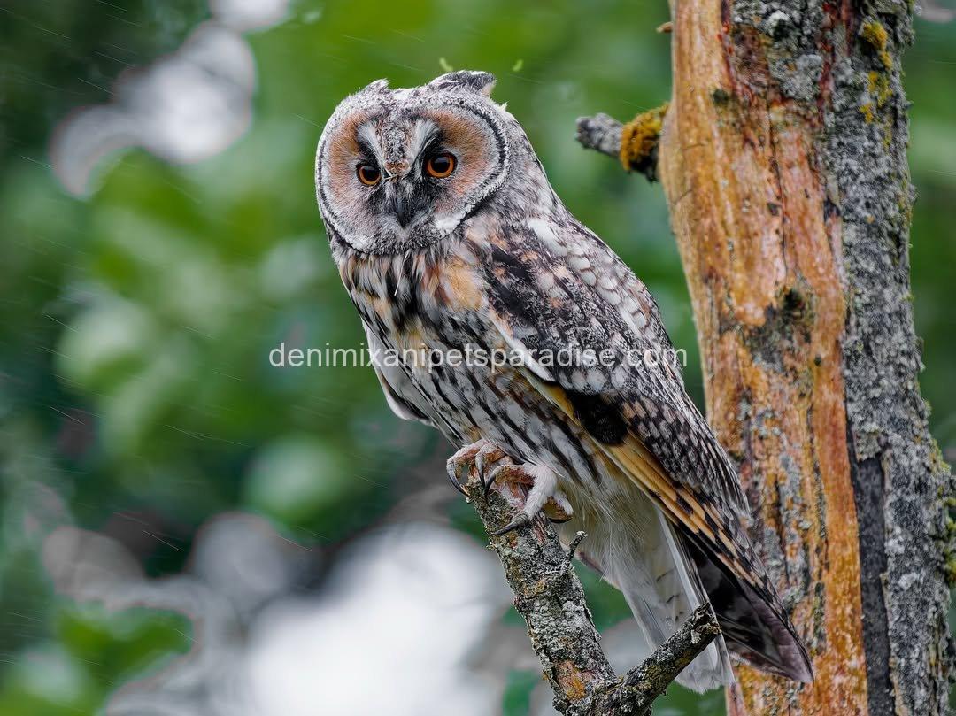 LONG EARED OWL BABY 6 LONG EARED OWL BABY - Image 6
