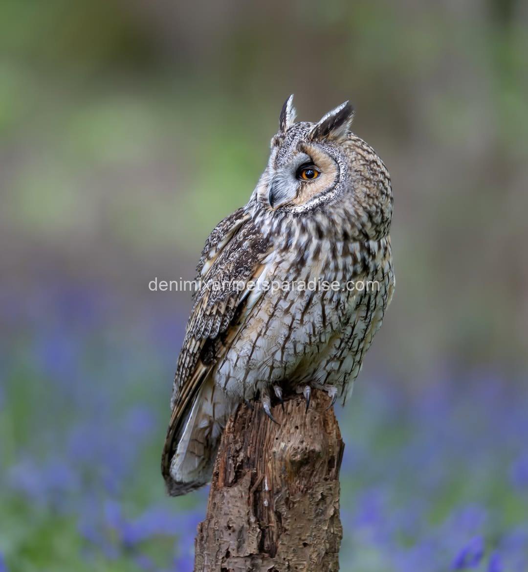 LONG EARED OWL BABY 5 LONG EARED OWL BABY - Image 5