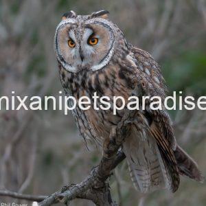 LONG EARED OWL BABY