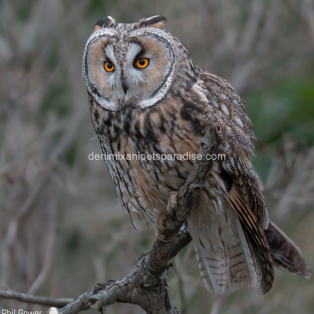 LONG EARED OWL BABY 1 LONG EARED OWL BABY