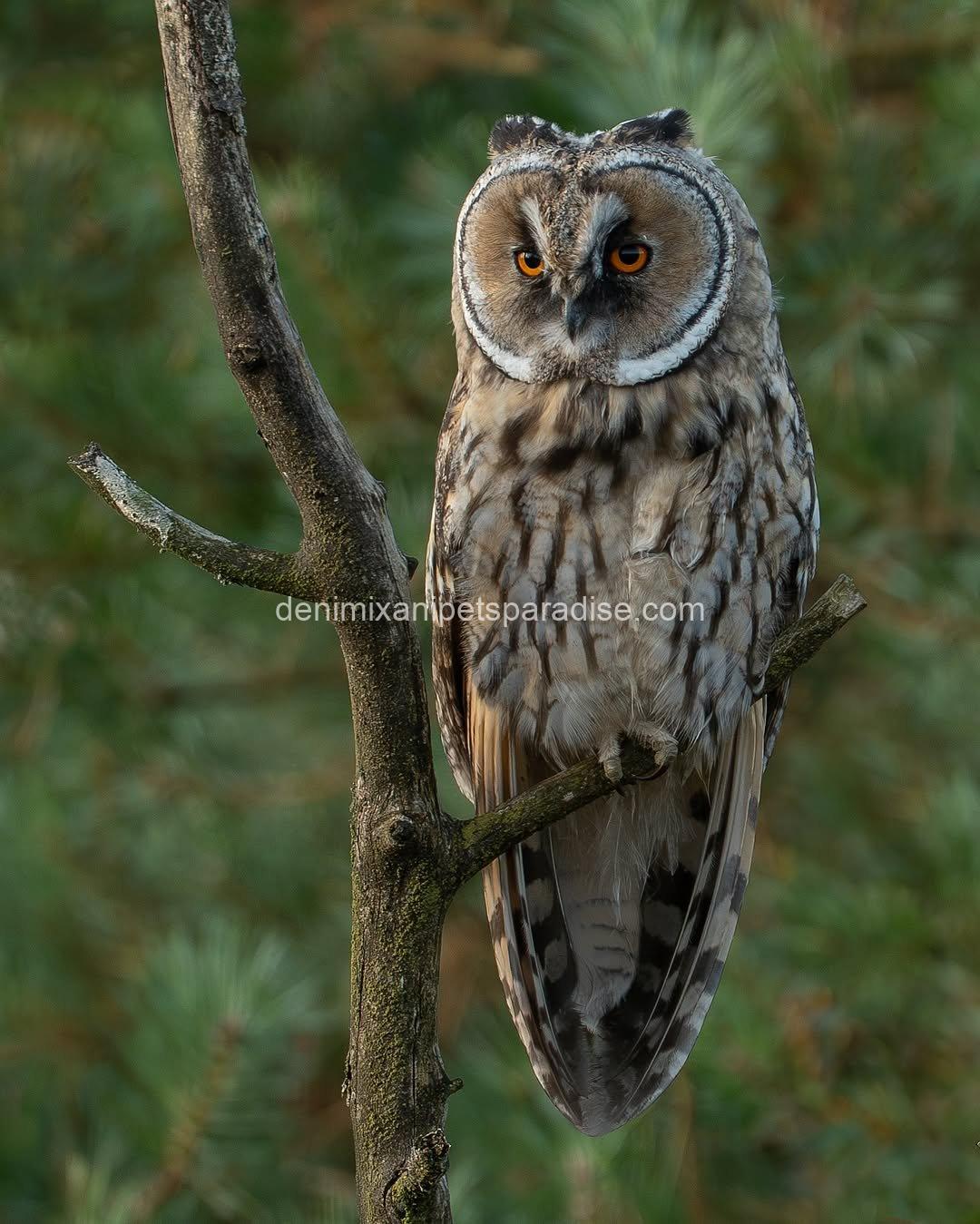 LONG EARED OWL BABY 8 LONG EARED OWL BABY - Image 8