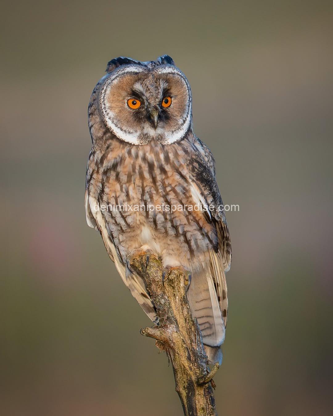 LONG EARED OWL BABY 4 LONG EARED OWL BABY - Image 4