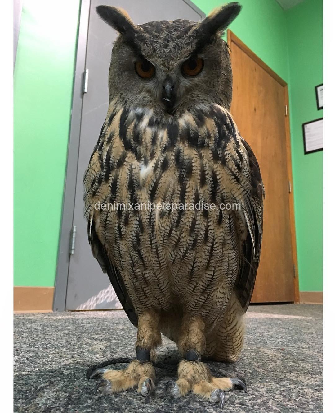 EURASIAN EAGLE OWL BABY 7 EURASIAN EAGLE OWL BABY - Image 7