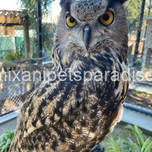 EURASIAN EAGLE OWL BABY