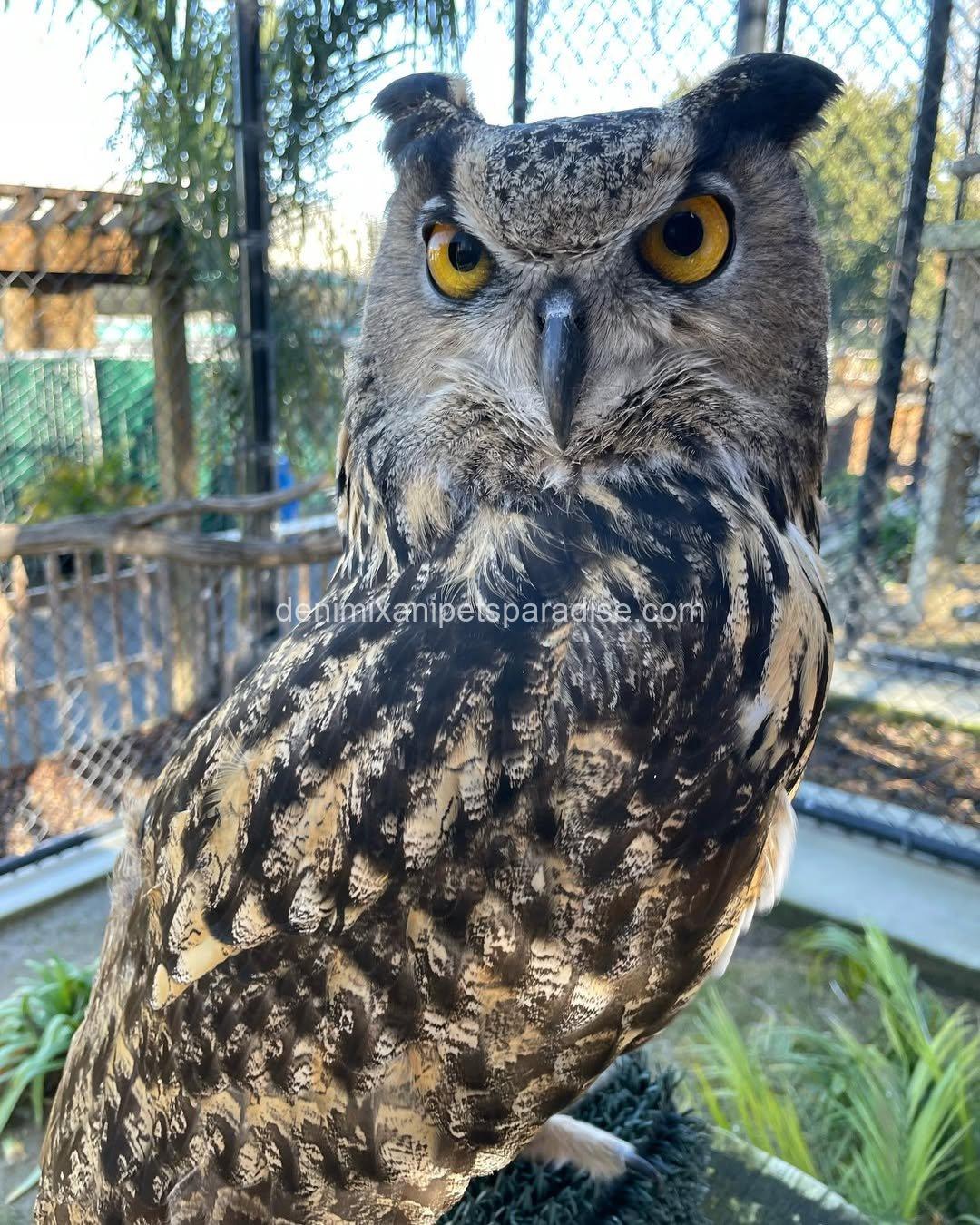 EURASIAN EAGLE OWL BABY 1 EURASIAN EAGLE OWL BABY